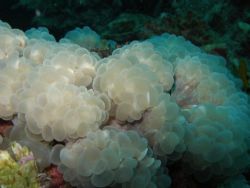The amazing bubble coral by Gordana Zdjelar 